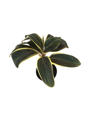 Cordyline Australis "Miss Andrea" 17cmPot