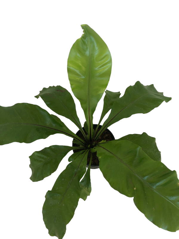 Asplenium Nidus "Birds Nest Fern" 14cmPot