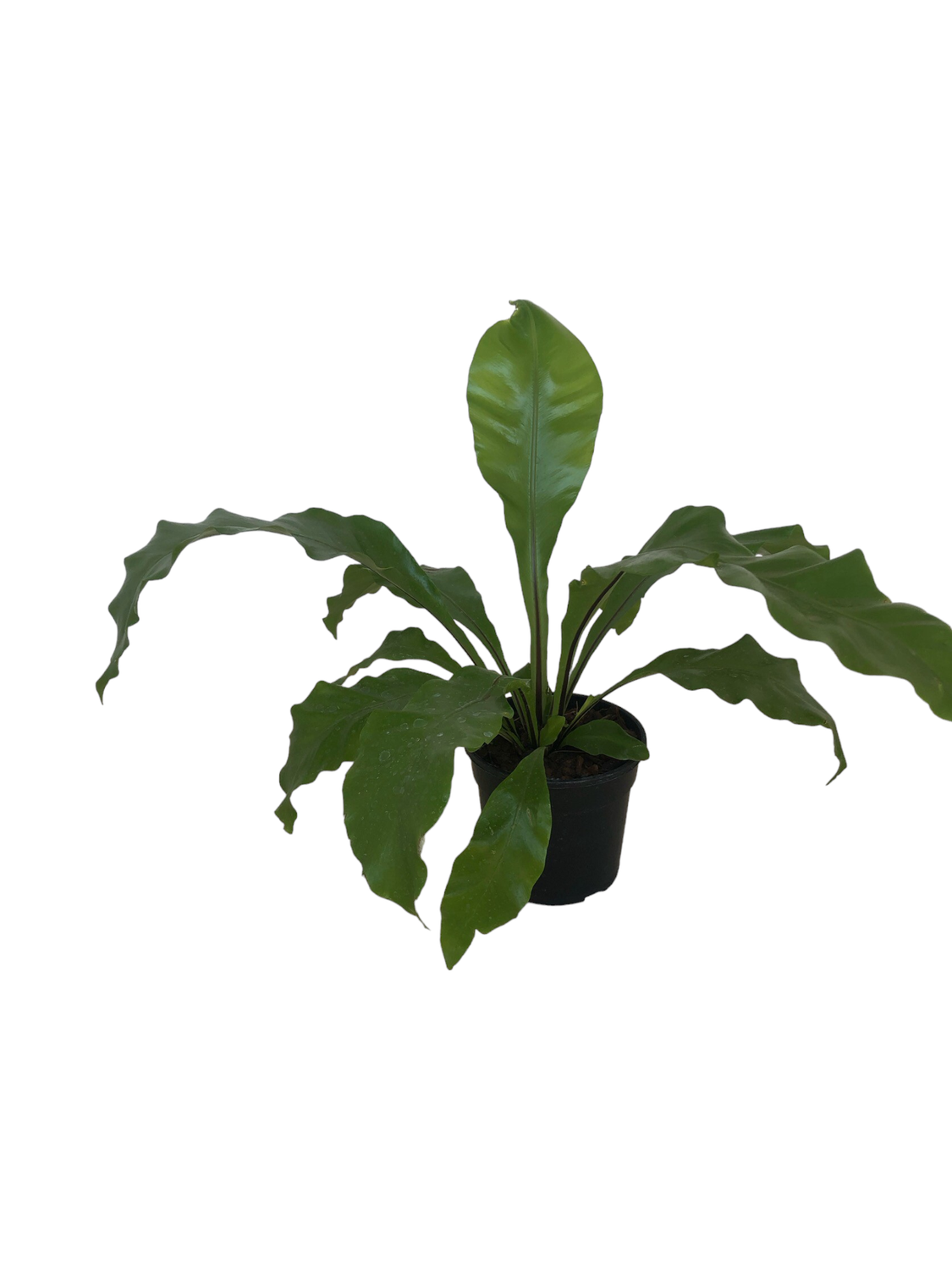 Asplenium Nidus &quot;Birds Nest Fern&quot; 14cm