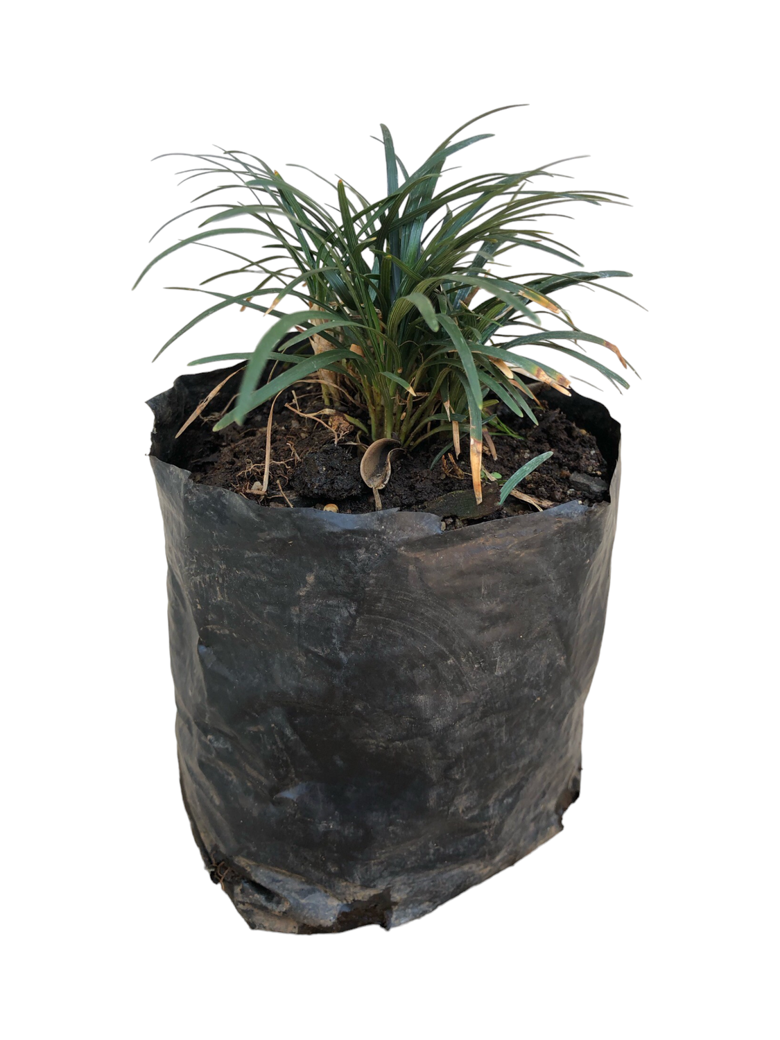 Ophiopogon &quot;Kyoto Dwarf&quot; 1L