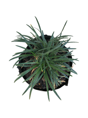 Ophiopogon Japonicus "Kyoto Dwarf" 1Liter
