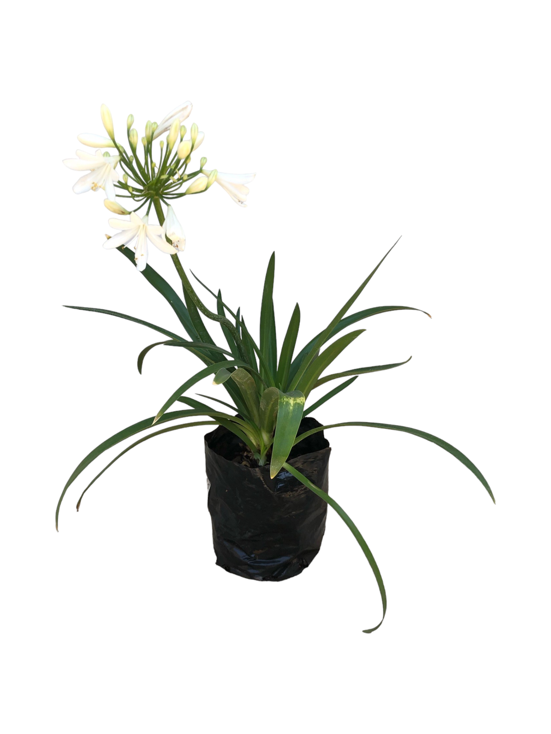 Agapanthus Medium White 3L