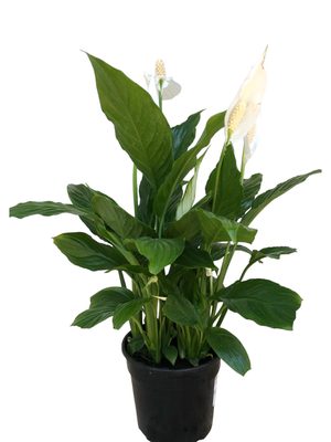 Spathiphyllum Peace Lily 14cm