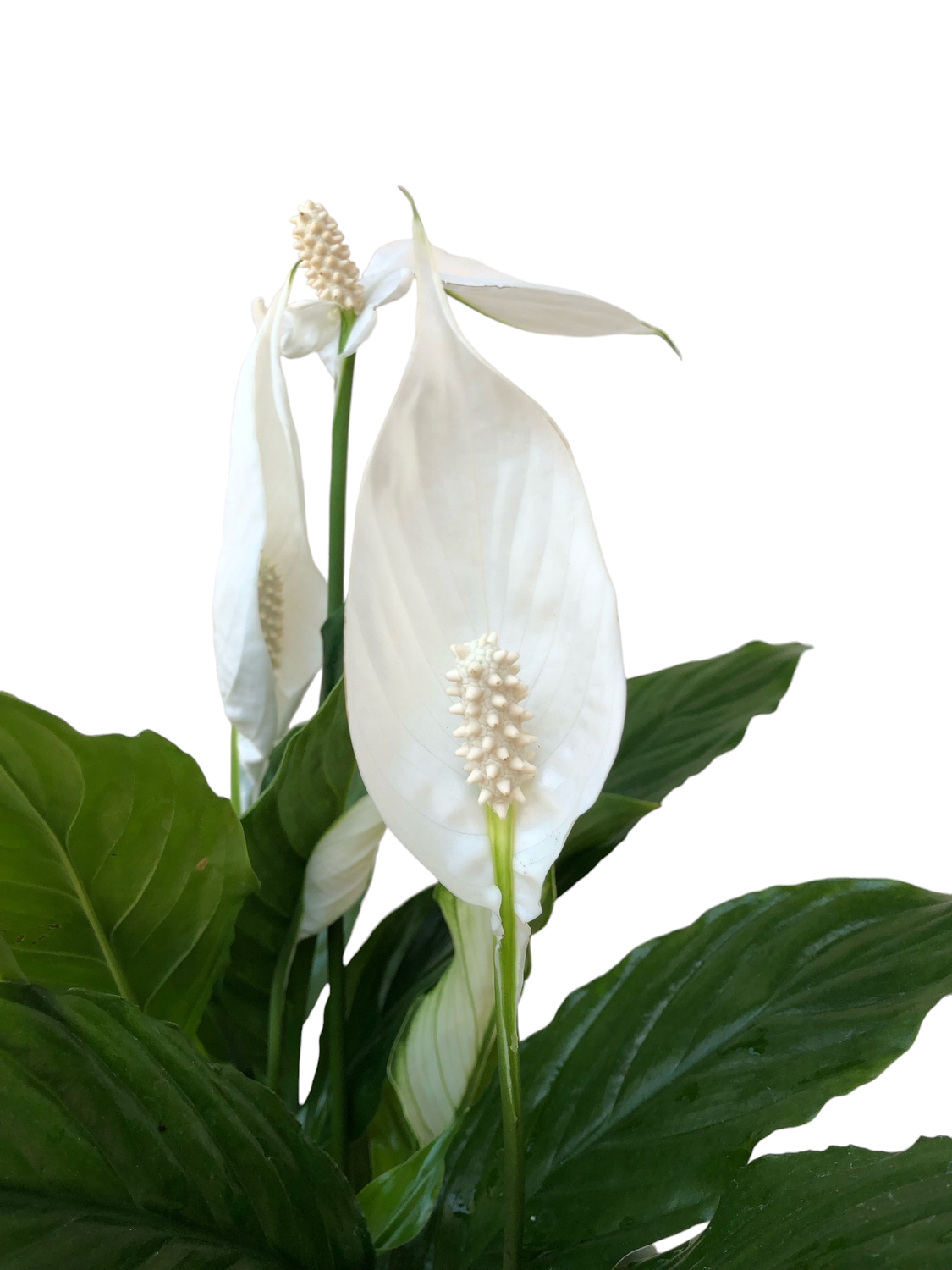 billietiae philodendron Philodendron Billietiae main image 1