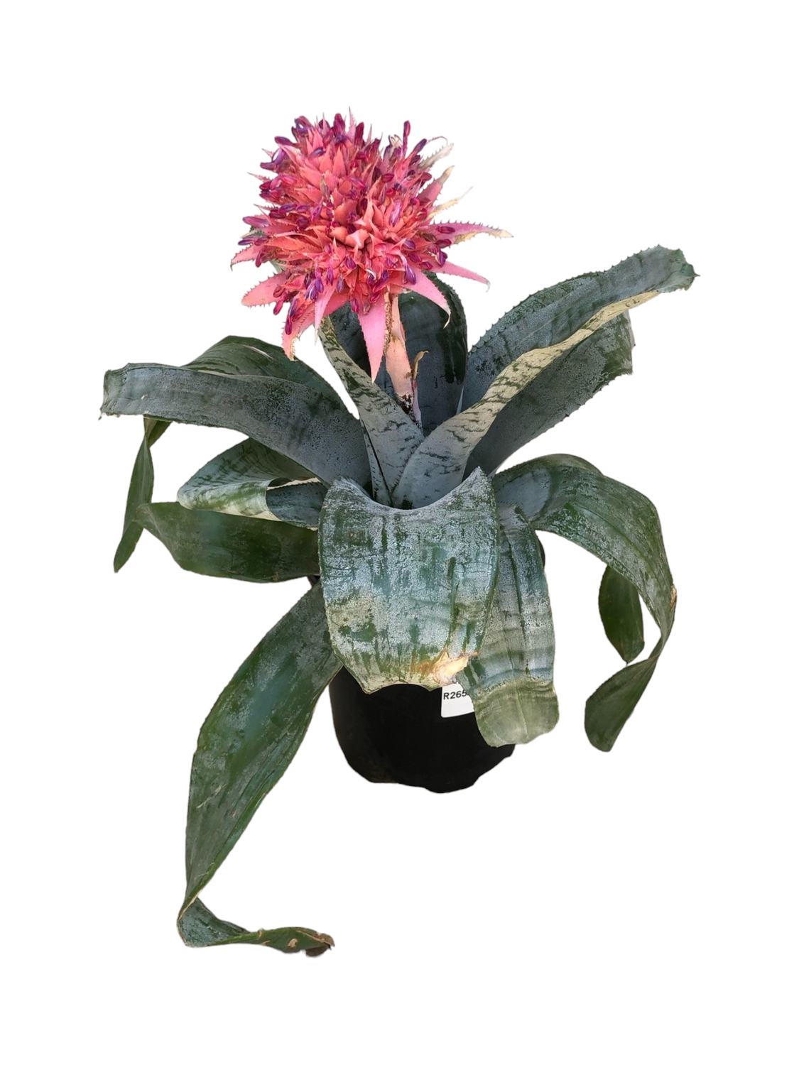 Bromelia Aechmea 20cm