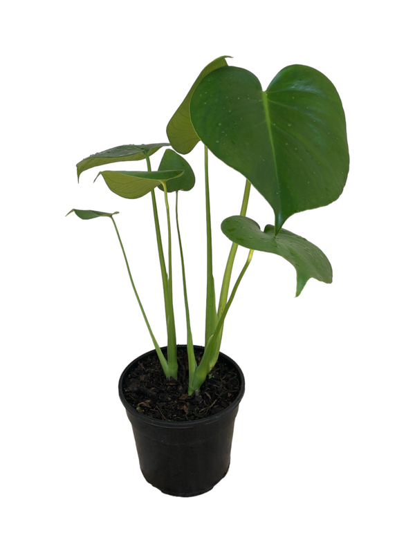 Monstera Deliciosa 14cm Pot