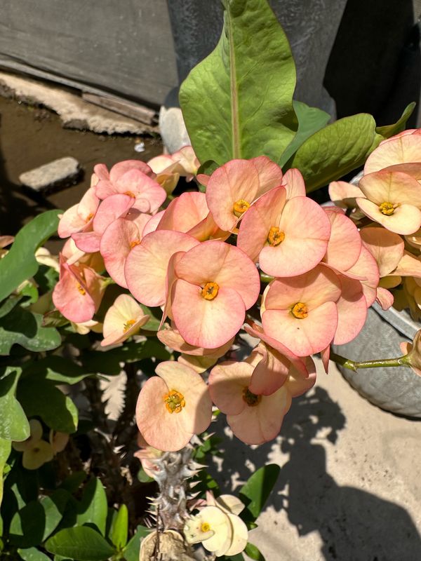 Euphorbia Milii "Cream Blush Christ Thorn" 10Liter