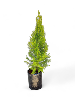 Cupressus Macrocarpa &#39;Gold&#39; 20L