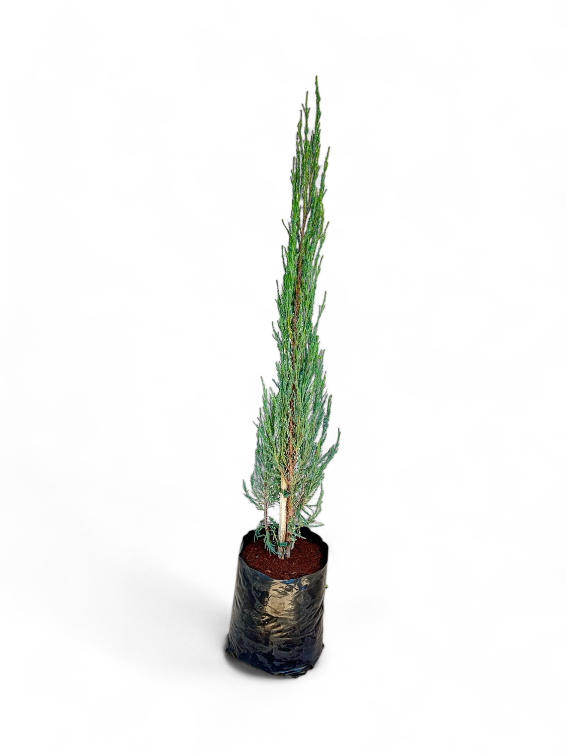 Juniperus Scopulorum &quot;Sky Rocket&quot; 10 Liter