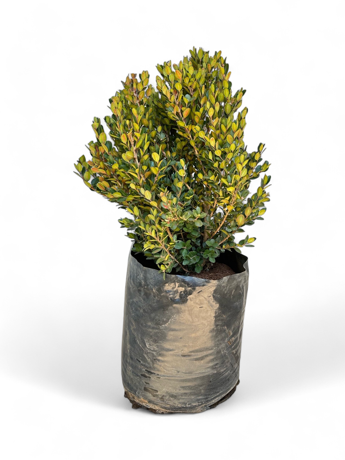 Buxus Faulkner 20 Liter