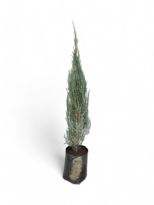 Juniperus Scopulorum &quot;Sky Rocket&quot; 20 Liter