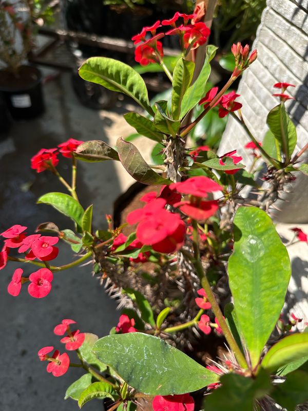 Euphorbia Milii "Red Christ Thorn" 10Liter