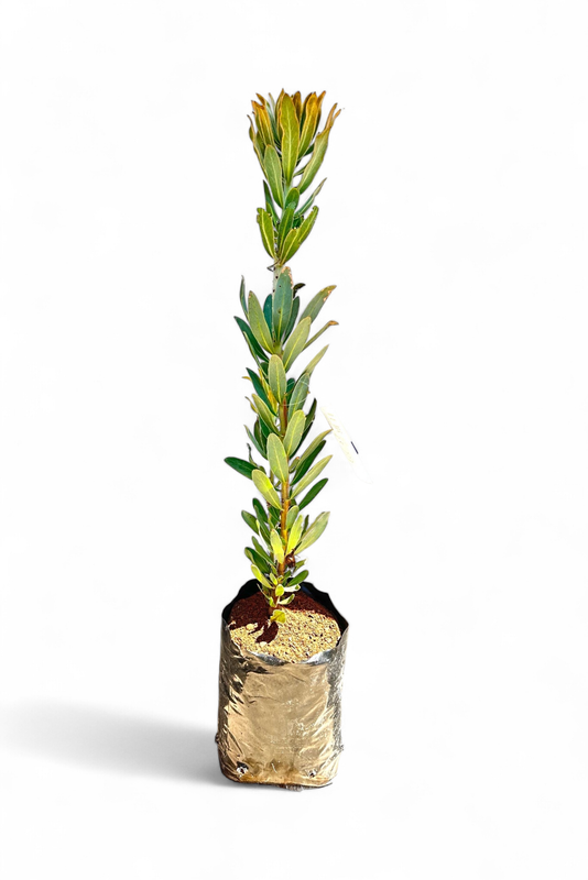 Protea Niobe 5L