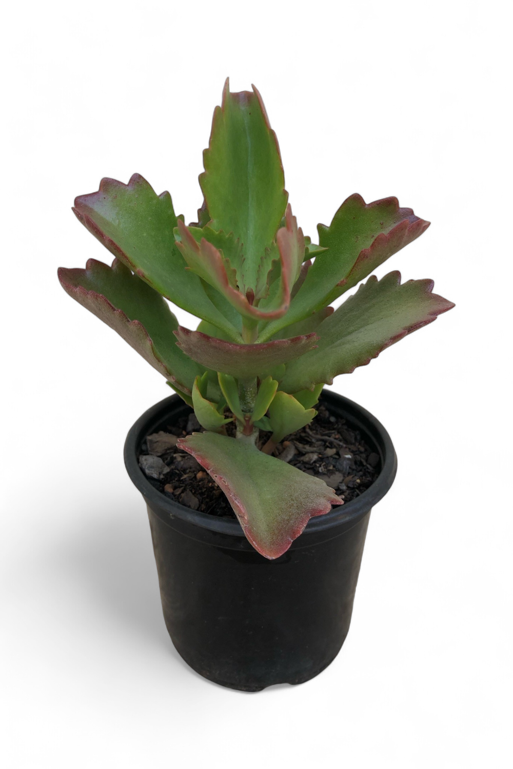 Kalanchoe Sexangularis &quot;Red Leaved Kalanchoe&quot; 12cm Pot