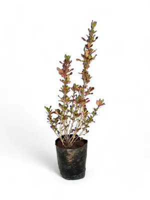 Coprosma Copper Shine &quot;Evening Glow&quot; Variegated 5Liter
