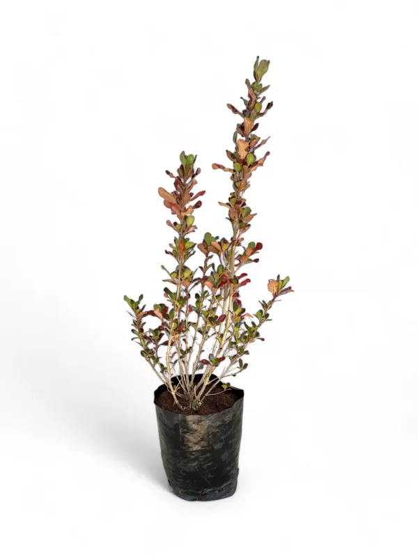 Coprosma Copper Shine &quot;Evening Glow&quot; Variegated 5Liter