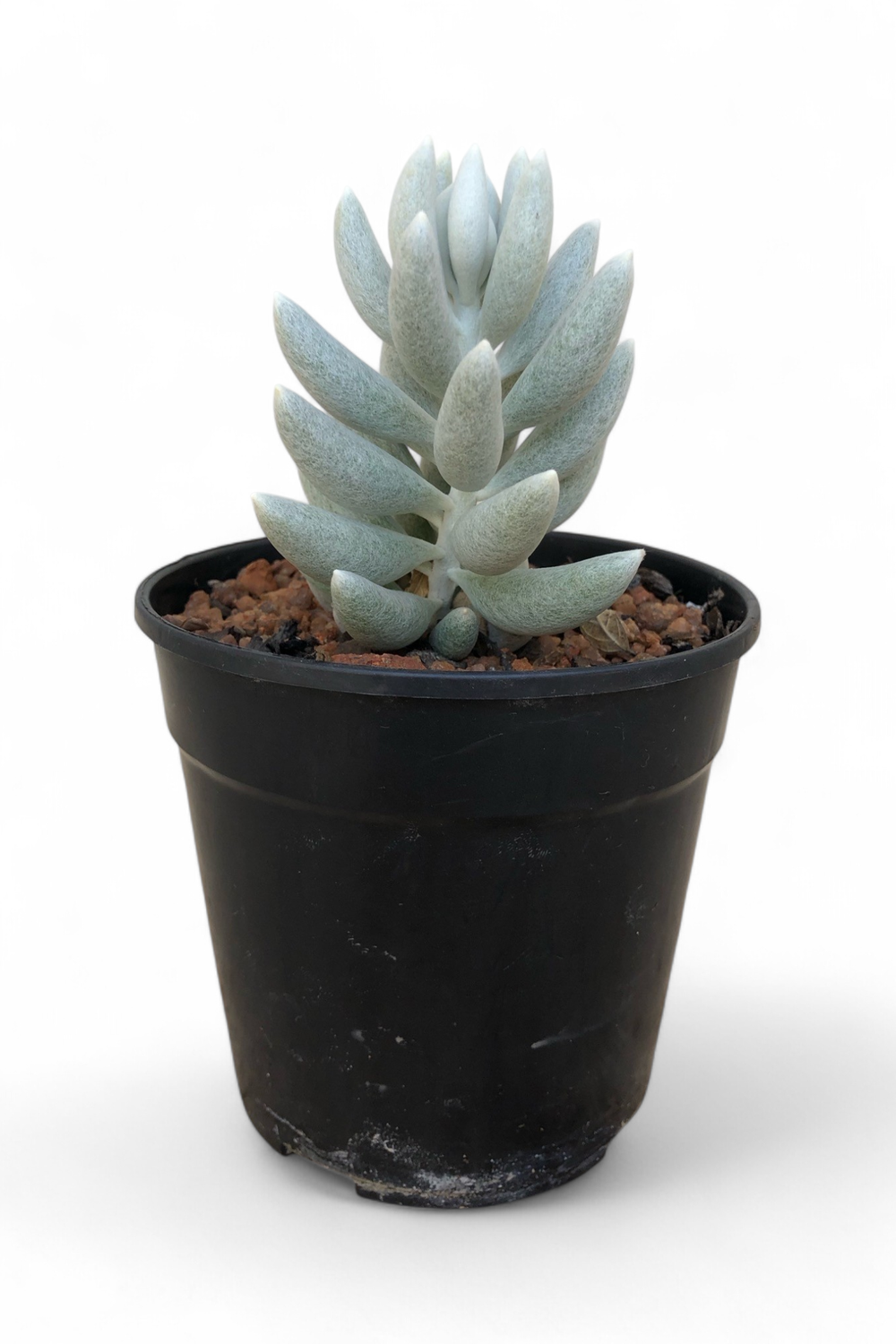 Senecio Haworthi 15cm Pot