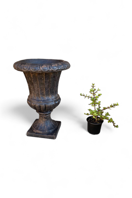 French Ivory Vase Mecca Brown Finish - H500mm x W350mm - 13kg