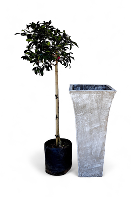 Lorraine Pot Large Whitewash Finish - H800mm x W380mm- 27kg