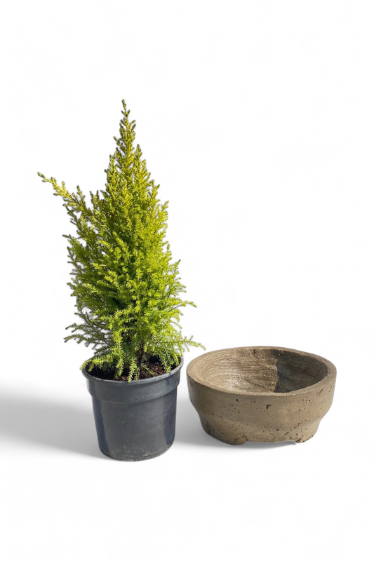 Acacia Bonsai Round Planter Rustic Antique Amber Finish - H85mm x W220mm - 2.5kg