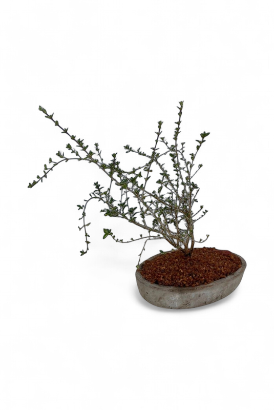 Serissa Bonsai Planter Cement Finish - H50mm x L300mm - 2kg