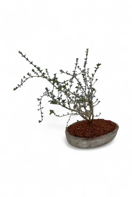 Serissa Bonsai Planter Cement Finish - H50mm x L300mm - 2kg