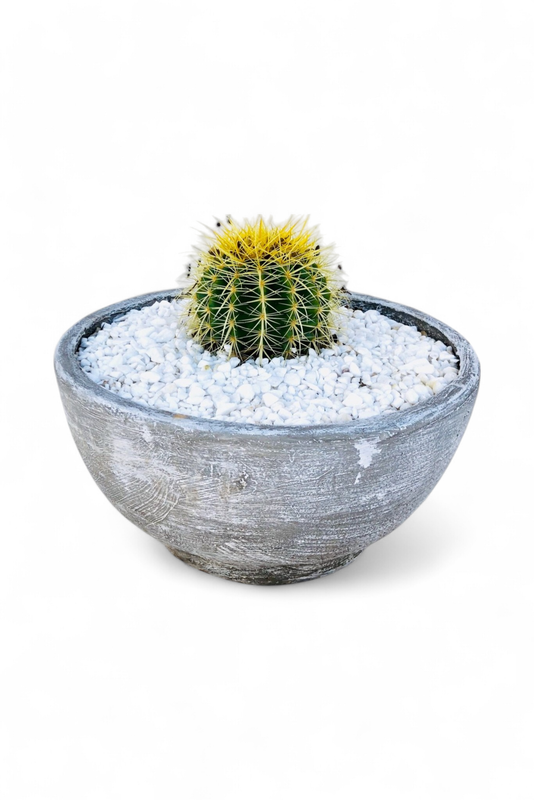 Rock Rose Cactus and Succulent Bowl Whitewash Finish - H200mm x W420mm - 8kg