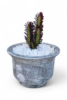 Crown Cactus and Succulent Bowl Whitewash Finish - H200mm x W290mm - 4kg