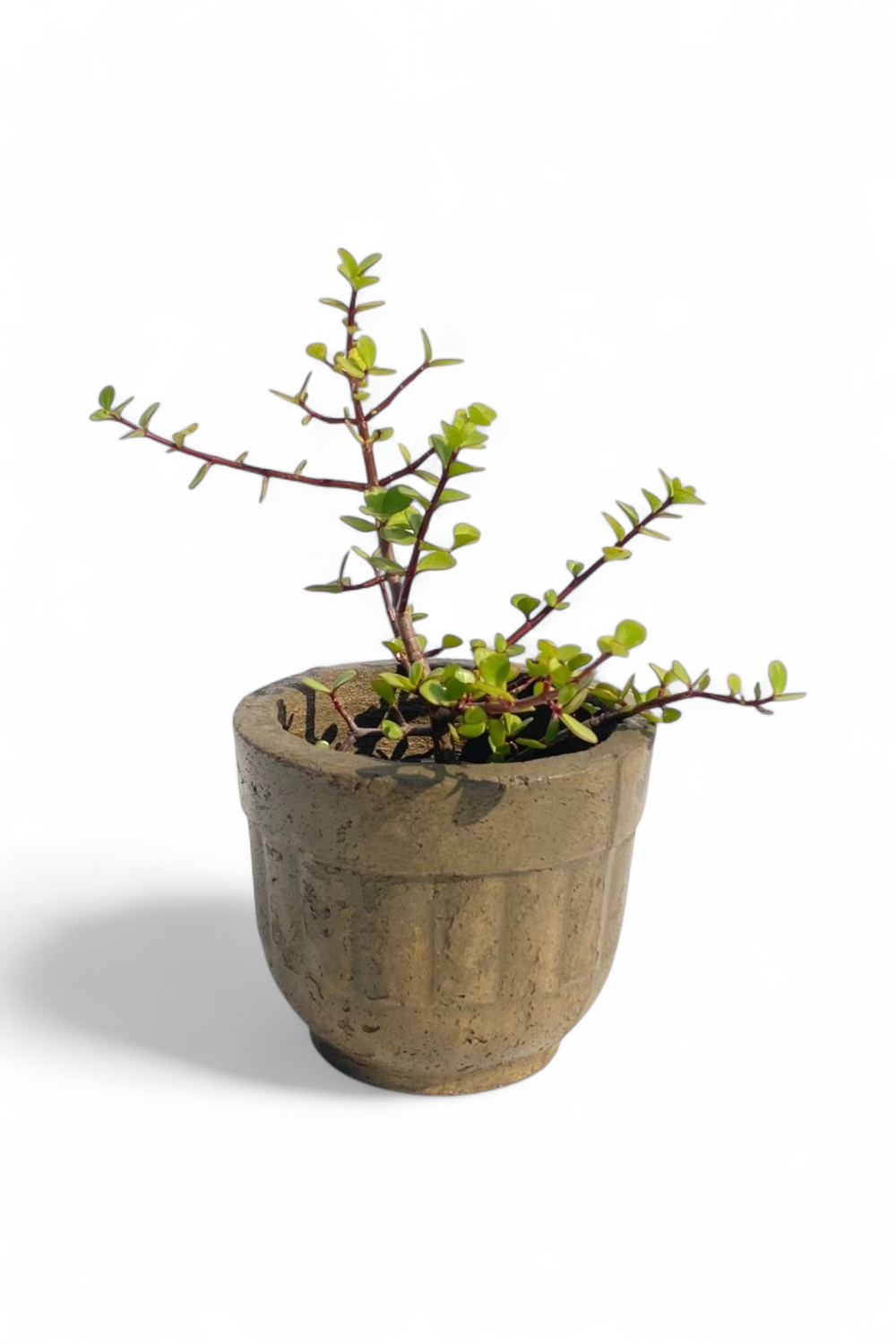 Succulent Pot Rustic Antique Amber Finish - H180mm - 3kg