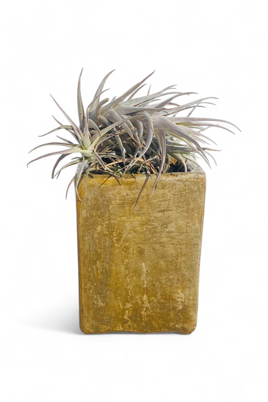 Decorative Rectangular Cacti Pot Small Rustic Antique Amber Finish - H135mm x W100mm - 1kg