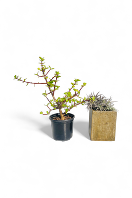 Decorative Rectangular Cacti Pot Small Rustic Antique Amber Finish - H135mm x W100mm - 1kg