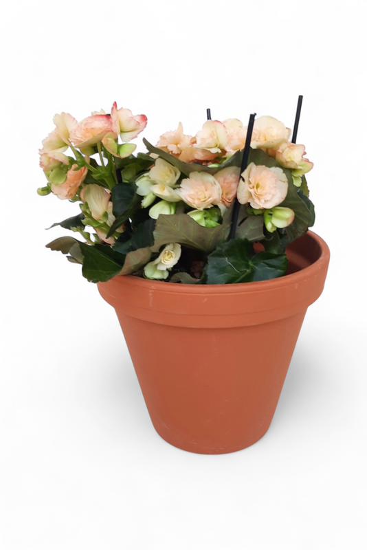 Terracotta Pot Standard 21cm