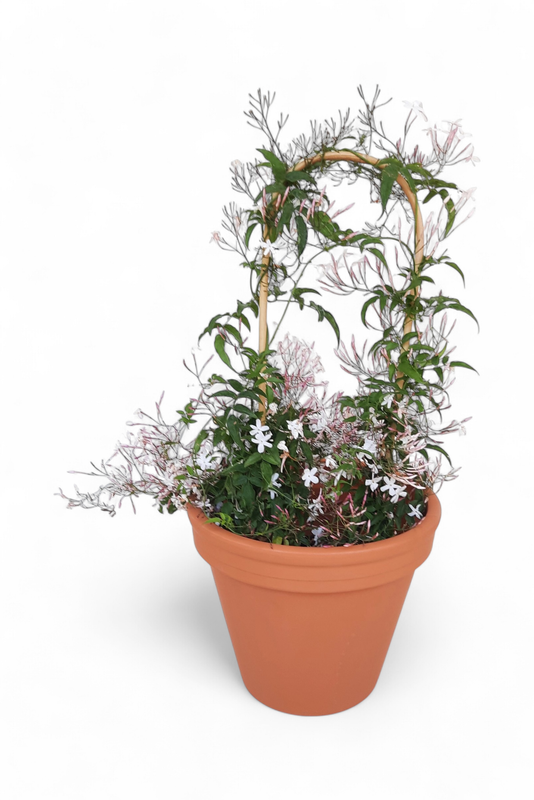 Terracotta Pot Standard 28cm
