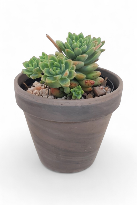 Flower Pot Basalt 10cm