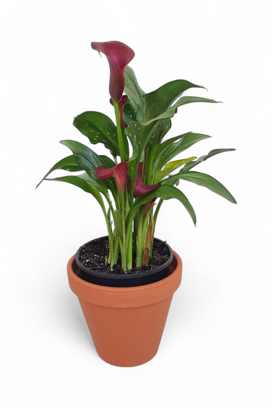 Terracotta Pot Standard 15cm