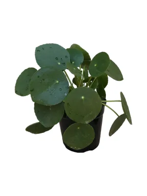 Pilea Peperomioides &quot;Coin Plant&quot; 12cm
