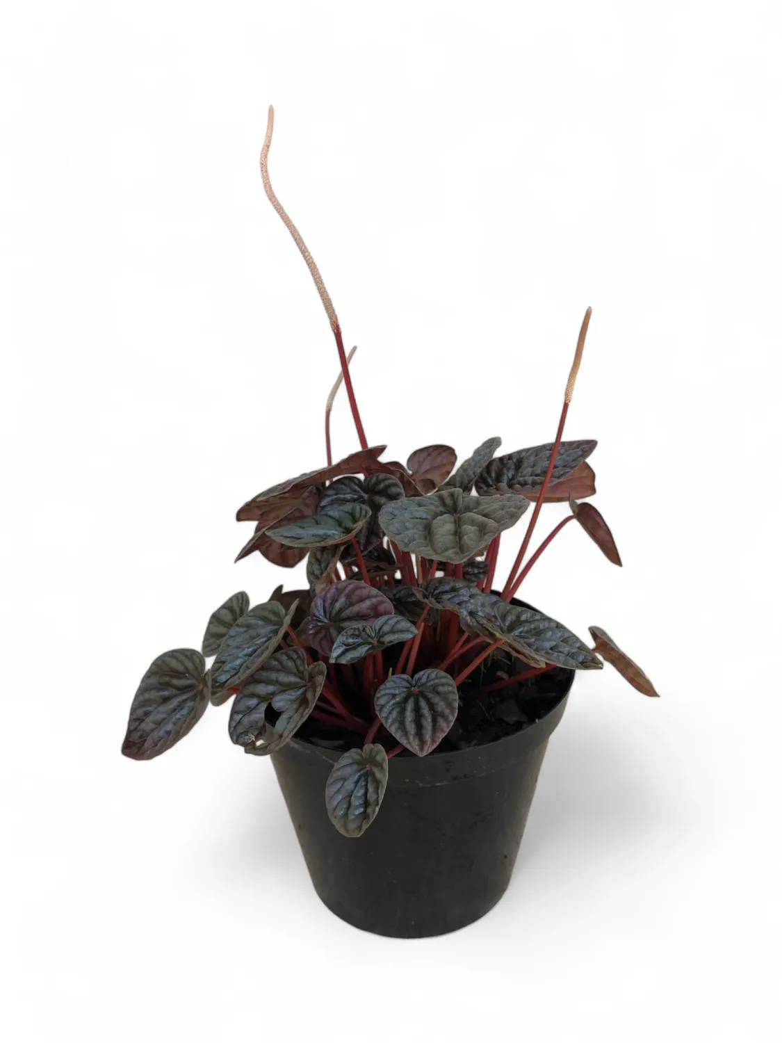 Peperomia Caperata &quot;Emerald Ripple&quot; 15cm Pot