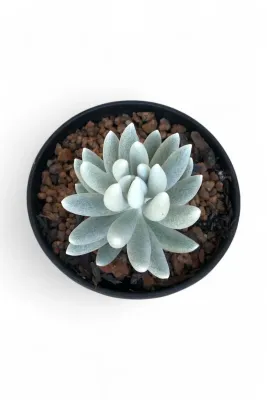 Curio Haworthi "Cacoon Plant" 15cmPot