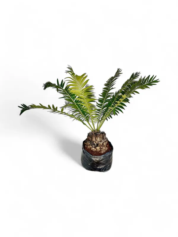 Encephalartos Manikensis "Gorongo Cycad" 40Liter