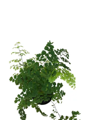 Adiantum Pedatum "Maidenhair Fern" 14cmPot