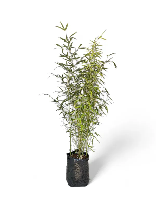 Bambusa Multiplex &quot;Golden Goddess Bamboo&quot; 20 Liter