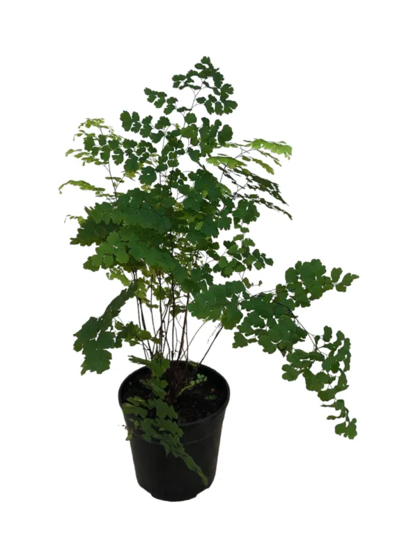 Maidenhair Fern &quot;adiantum pedantum&quot;