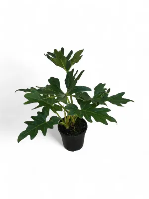Philodendron Selloum  14cm Pot