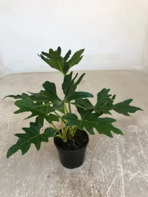 Philodendron Selloum "Lacy Tree Philodendron" 14cmPot
