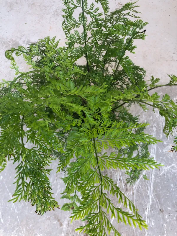Asplenium Viviparum "Mother Fern" 14cmPot
