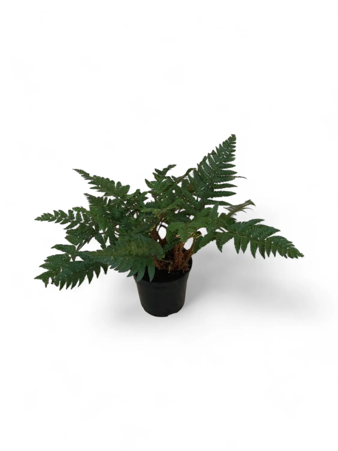 Polystichum Rigens &quot; Shield Fern&quot; 14cm Pot
