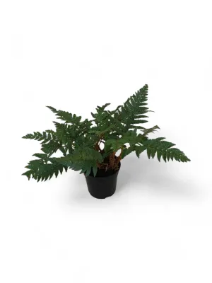 Polystichum Rigens &quot; Shield Fern&quot; 14cm Pot