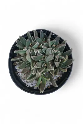Aloinopsis Transvaalensis "Living Stone Daisy"" 15cmPot
