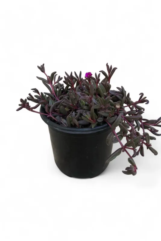 Senecio Herreianus &quot;Purple Flush&quot; 12cm Pot