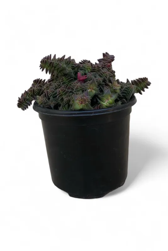 Crassula Capitella "Red Pagoda Village" 12cmPot